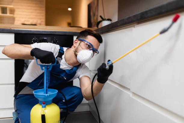 Best Local Pest Control Services  in National City, CA