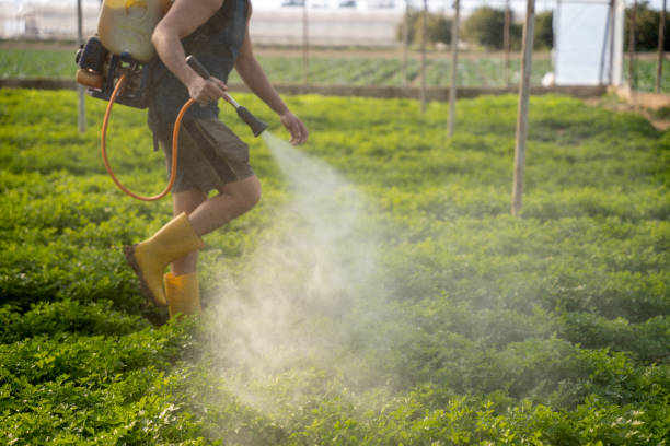 Best Pest Prevention Services  in National City, CA