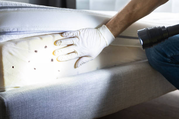 Best Pest Control Near Me  in National City, CA