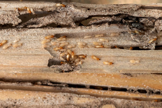Best Spider Control Near Me  in National City, CA