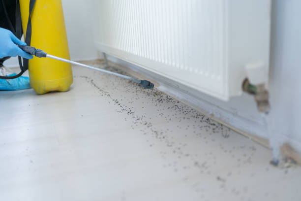 Best Ant Control Services  in National City, CA