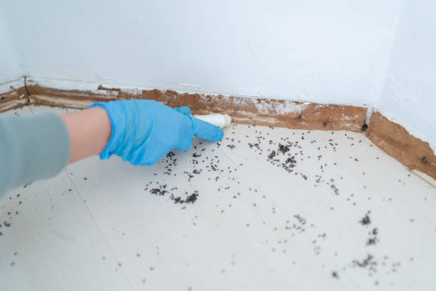 Flea Control Services in National City, CA