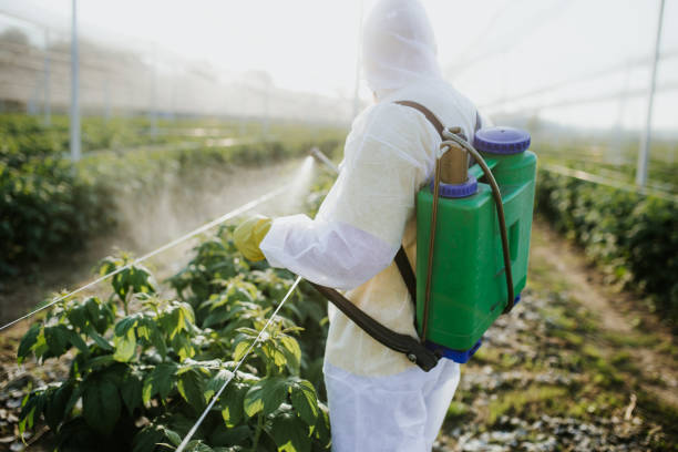 Best Affordable Pest Control Services  in National City, CA